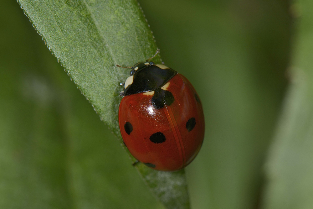 Coccinella septempunctata. Questioni di precedenza